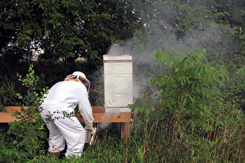 bee hive beekeeper