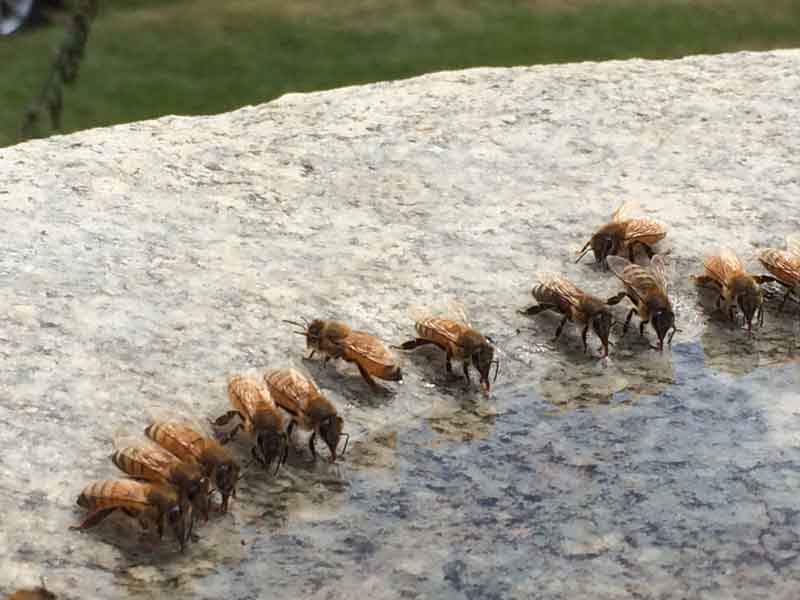 drinking honey bees