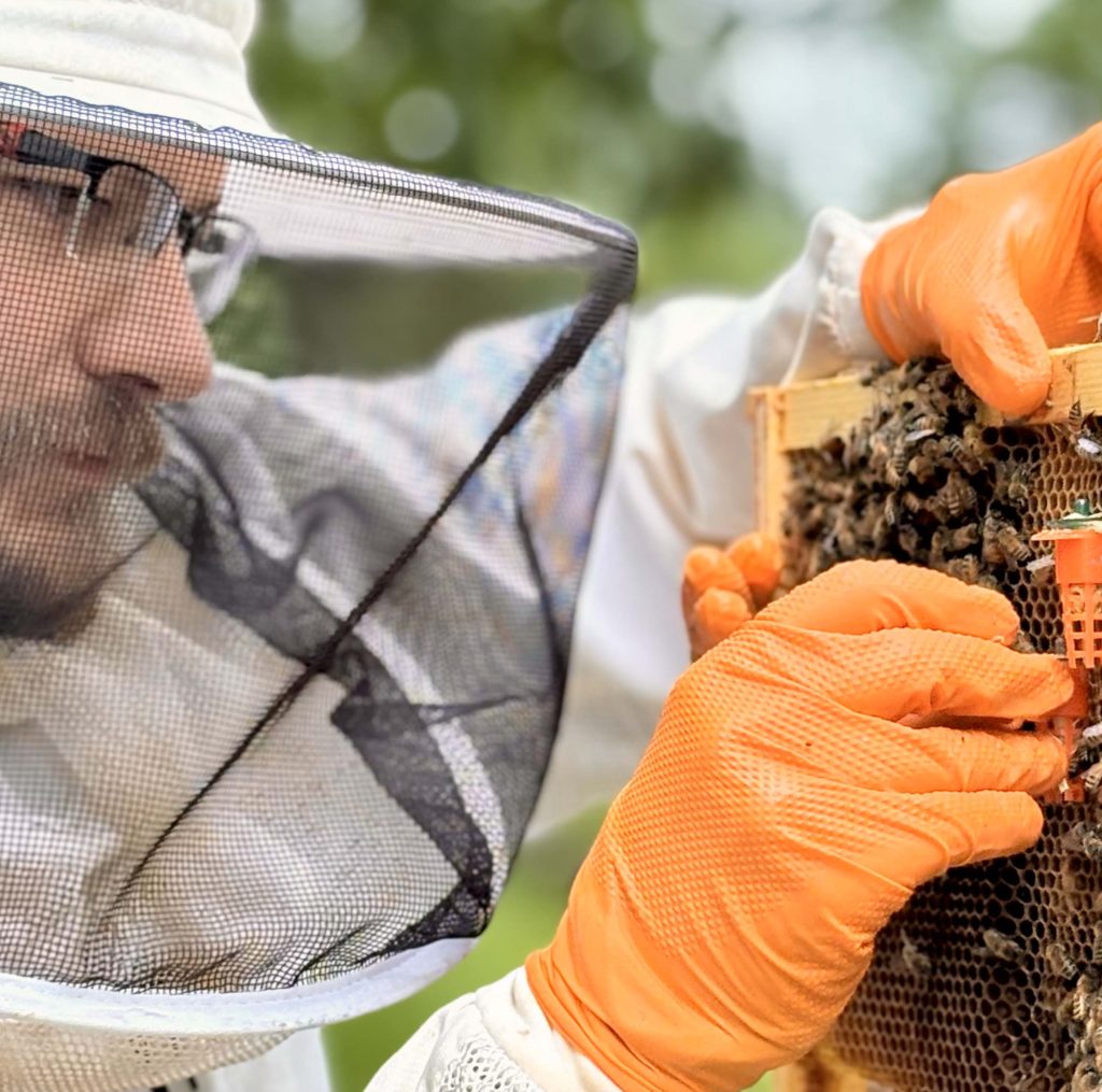 Dr. David Peck placing queen cups on a frame of honeybees